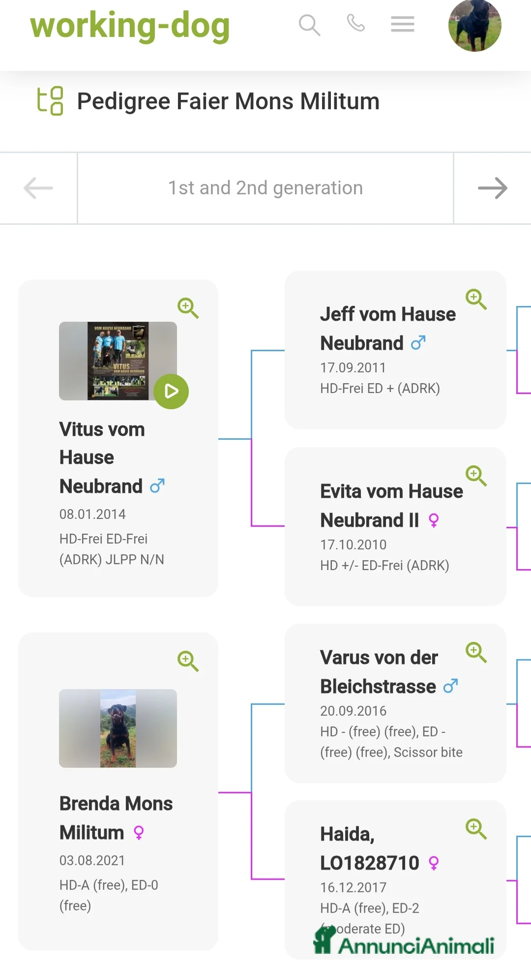 Rottweiler cani in vendita: Disponibile maschio rottweiler - Annuncio 5