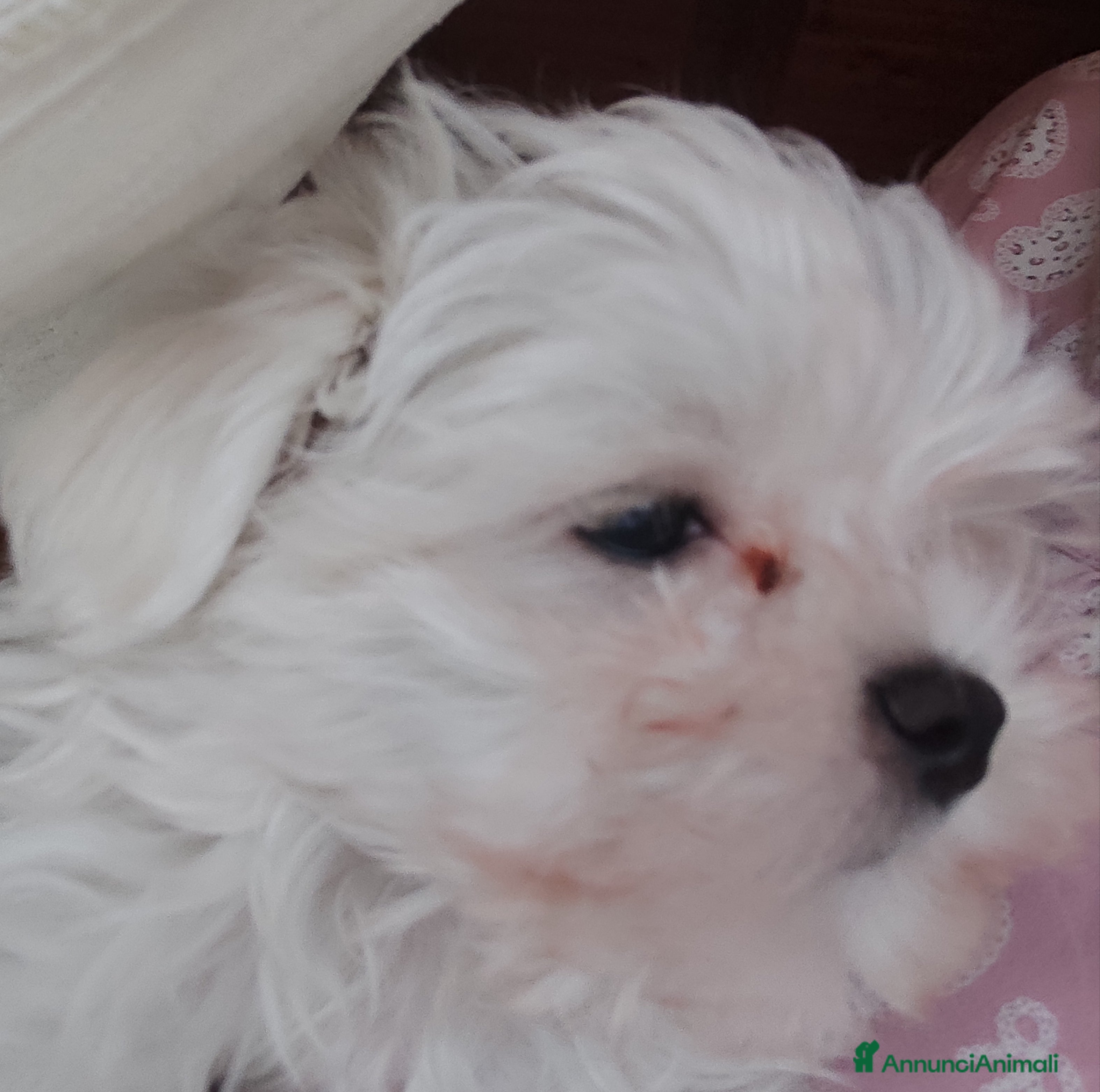 Maltese cani Maltese - Annuncio 15