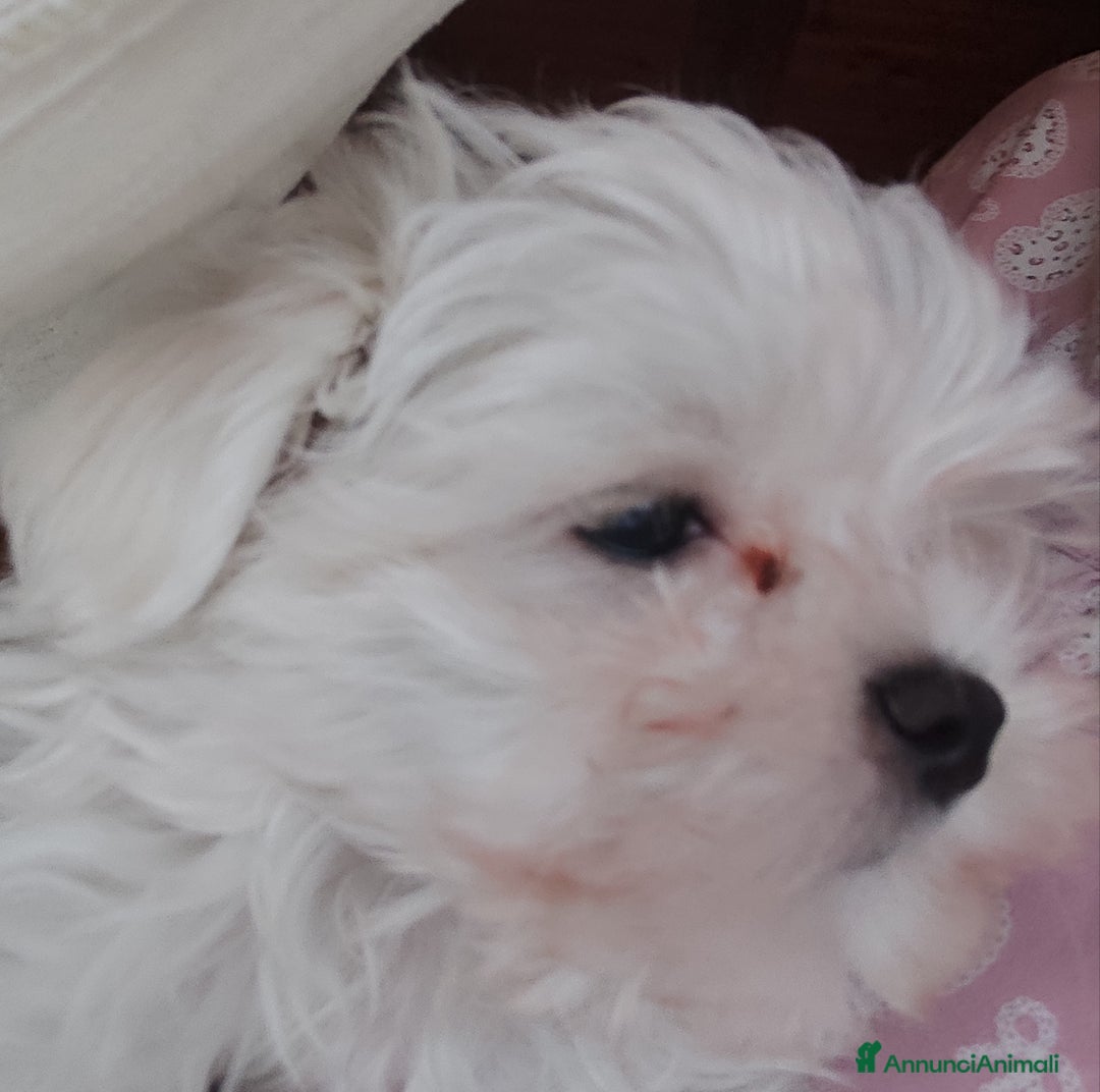 Maltese cani in vendita: Maltese - Annuncio 1