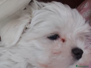 Maltese cani Maltese - Annuncio 15