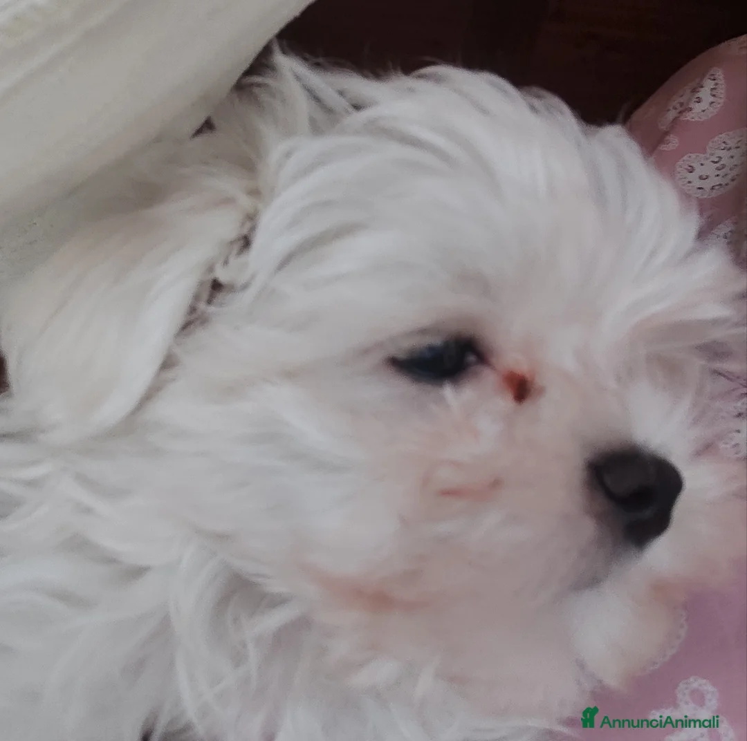 Maltese cani in vendita: Maltese - Annuncio 1