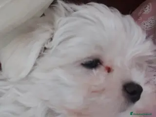 Maltese cani Maltese - Annuncio 9