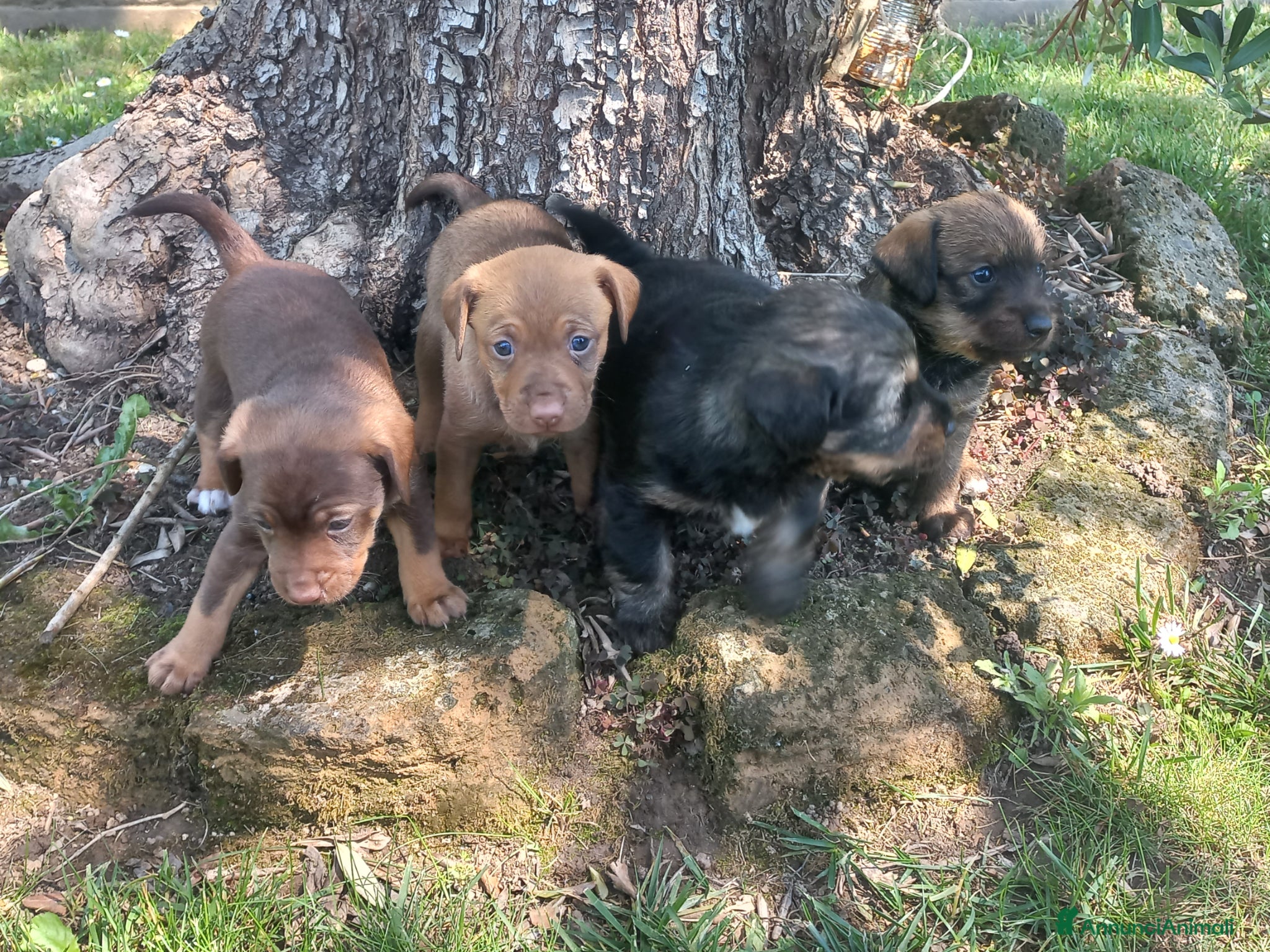 Meticcio cani Regalo cuccioli meticci di taglia medio piccola - Annuncio 12