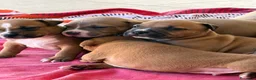 Pitbull cani in vendita: Vendesi cuccioli American Pitbull Terrier  a Città metropolitana di Palermo - Annuncio 7