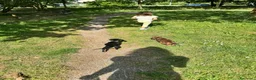 Bassotto cani in regalo: Regalo cuccioli di bassotto a Provincia di Bergamo - Annuncio 2