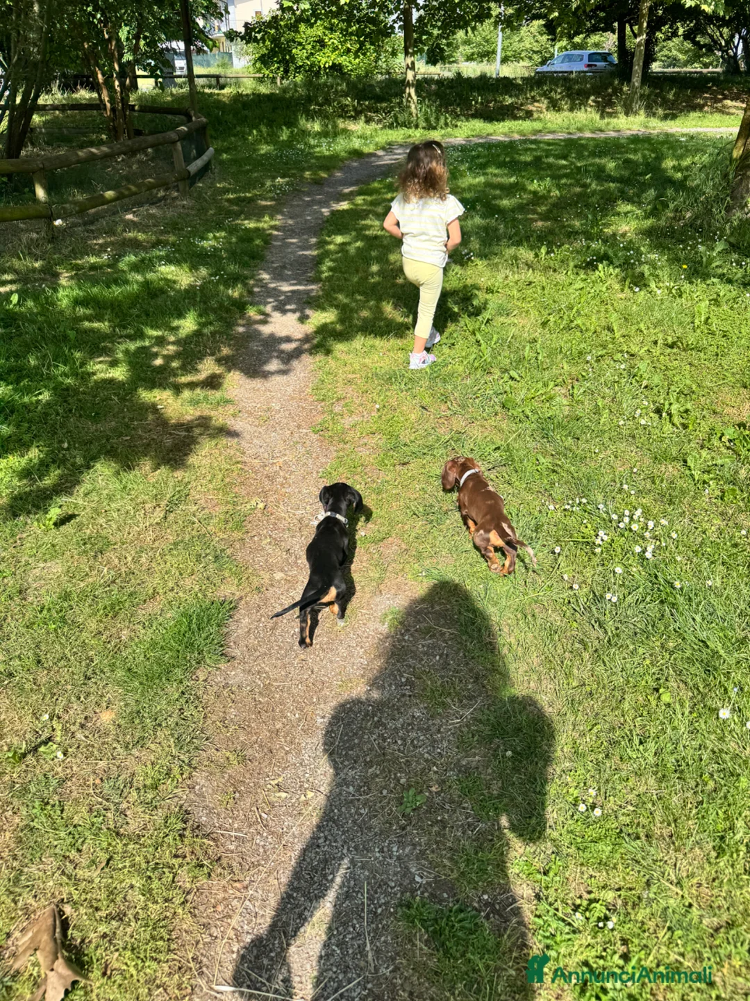 Bassotto cani in regalo: Regalo cuccioli di bassotto a Provincia di Bergamo - Annuncio 2