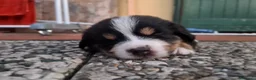Bovaro del Bernese cani in vendita: Cuccioli bovari del bernese  - Annuncio 17