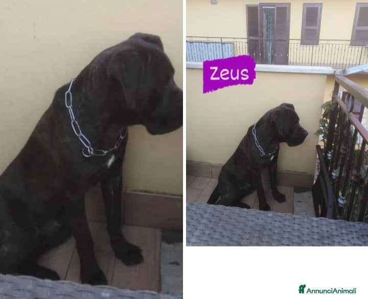 Cane Corso cani Corso nero 3anni DA MESI IN TERRAZZA.CASERTA SOS a Città metropolitana di Milano - Annuncio 10