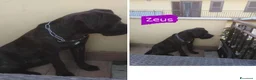 Cane Corso cani in regalo: Corso nero 3anni DA MESI IN TERRAZZA.CASERTA SOS a Città metropolitana di Milano - Annuncio 1