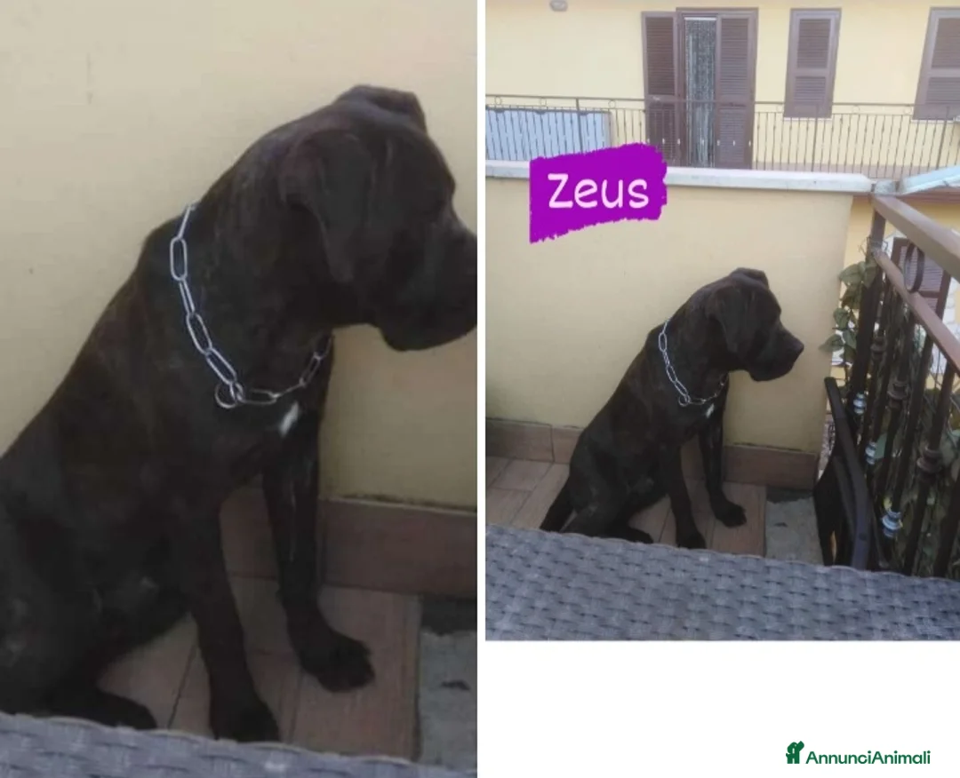 Cane Corso cani in regalo: Corso nero 3anni DA MESI IN TERRAZZA.CASERTA SOS a Città metropolitana di Milano - Annuncio 1