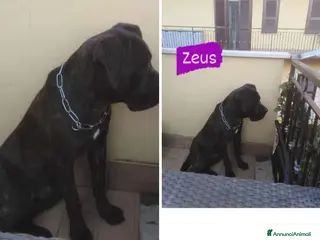 Cane Corso cani Corso nero 3anni DA MESI IN TERRAZZA.CASERTA SOS a Città metropolitana di Milano - Annuncio 10