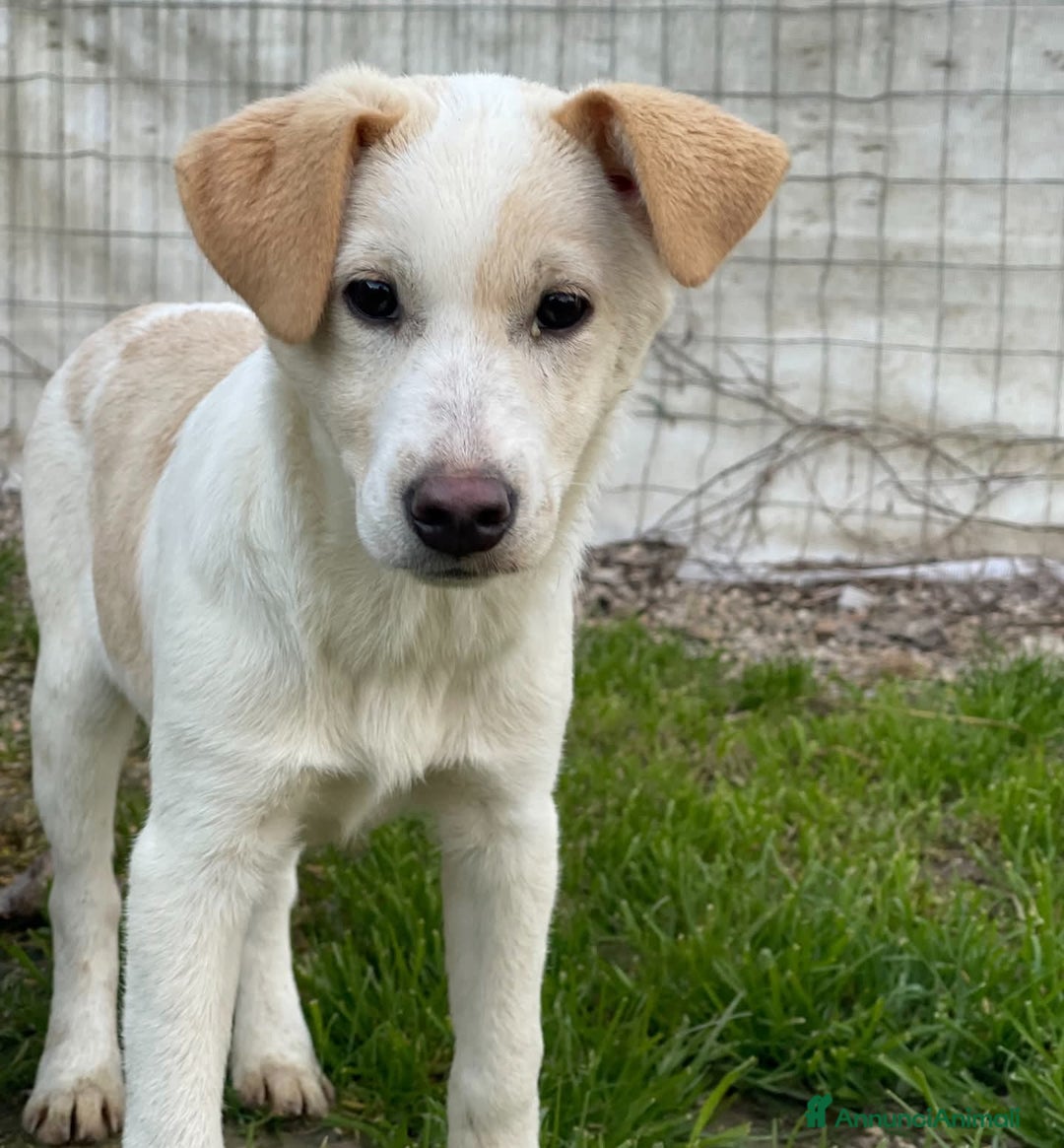 Meticcio cani in regalo: Adotta Simonetta - Annuncio 4
