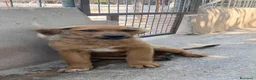 Meticcio cani in regalo: Lea.  a Provincia di Parma - Annuncio 2