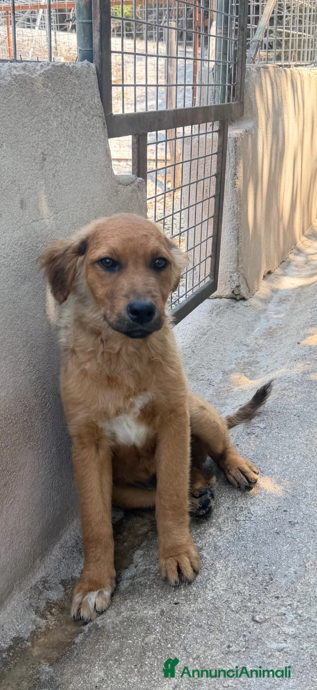 Meticcio cani in regalo: Lea.  a Provincia di Parma - Annuncio 2
