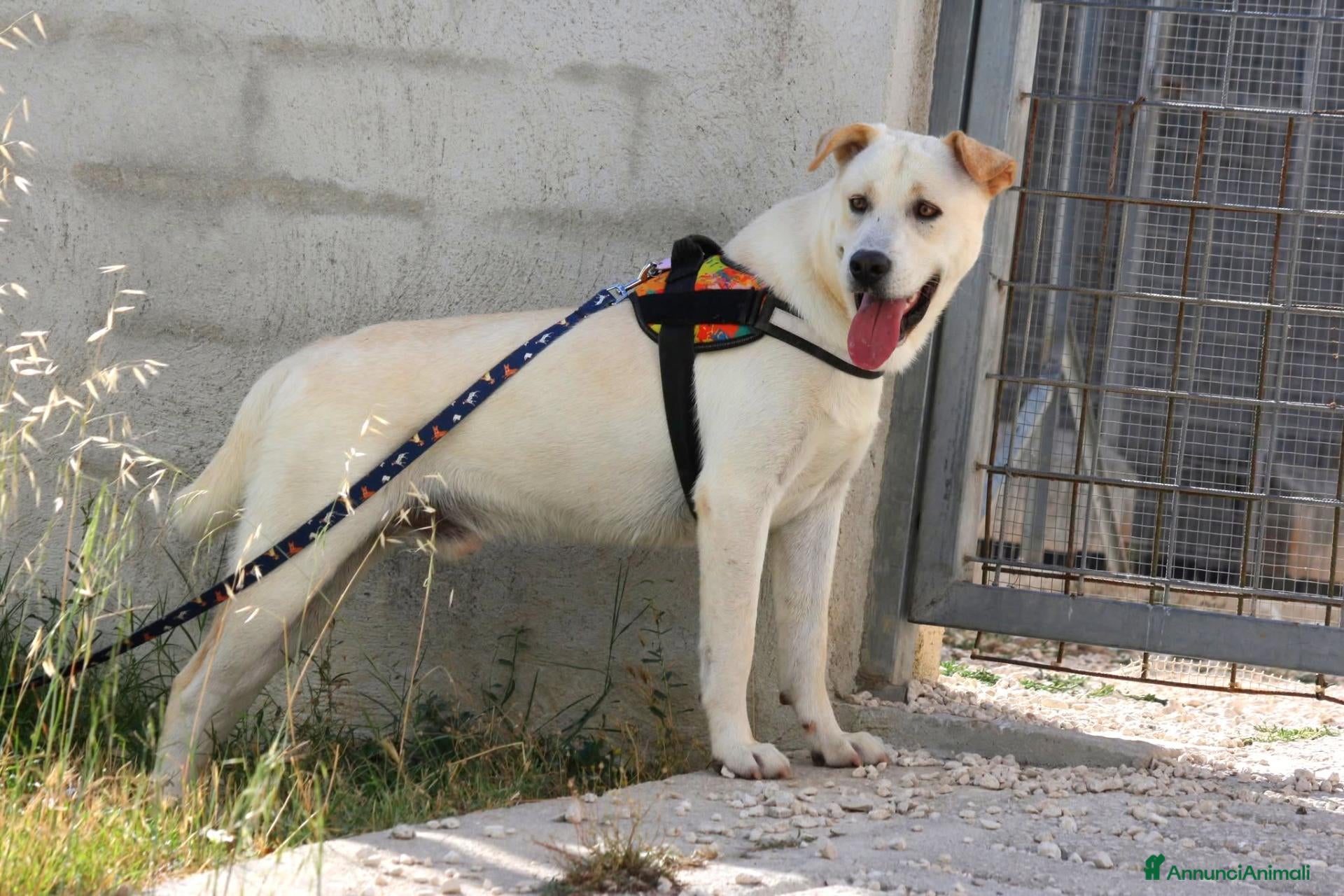 Meticcio cani Joy in adozione - Annuncio 20
