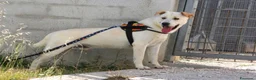 Meticcio cani in regalo: Joy in adozione - Annuncio 1