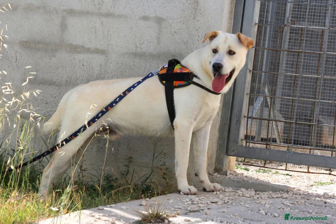 Meticcio cani in regalo: Joy in adozione - Annuncio 1