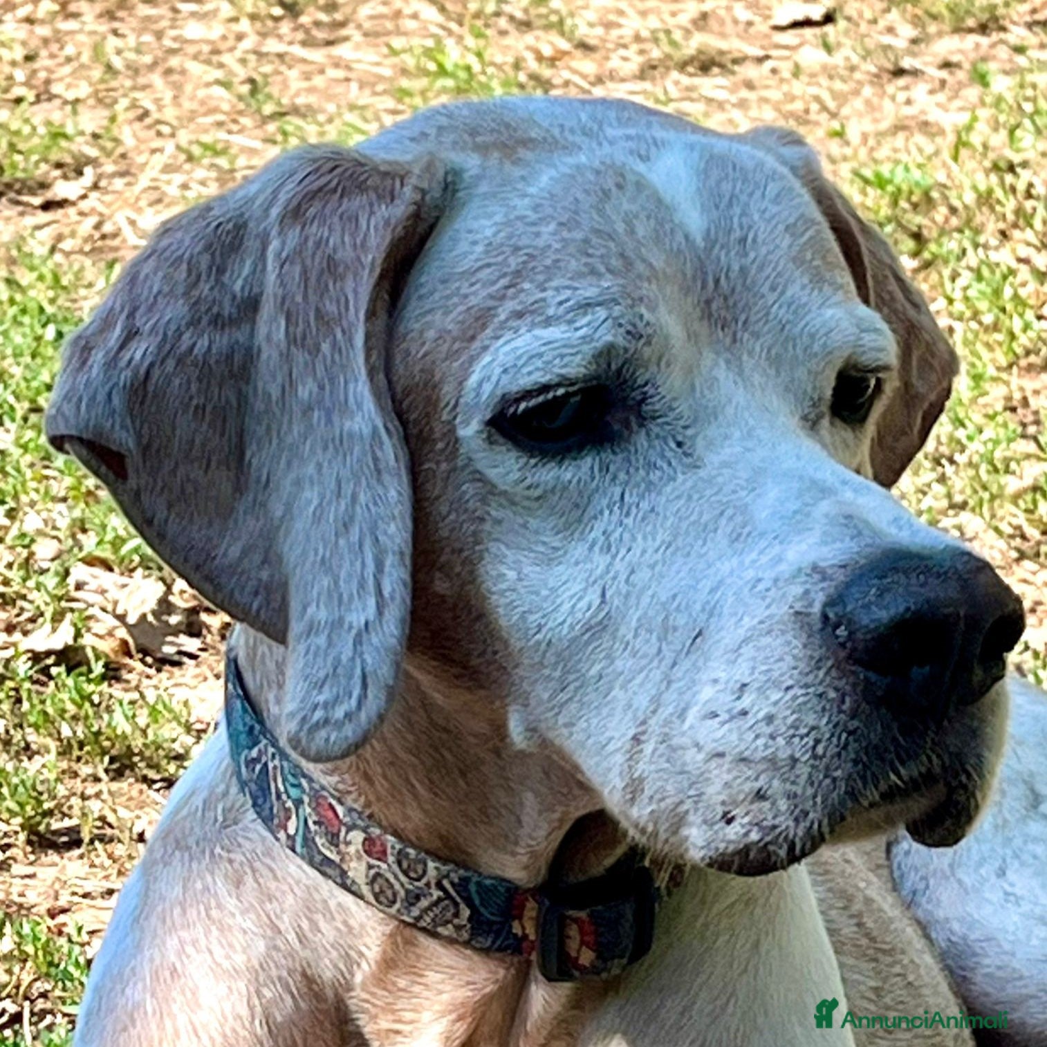 Pointer cani VENTO abbandonato dal cacciatore a Pomezia - Annuncio 2