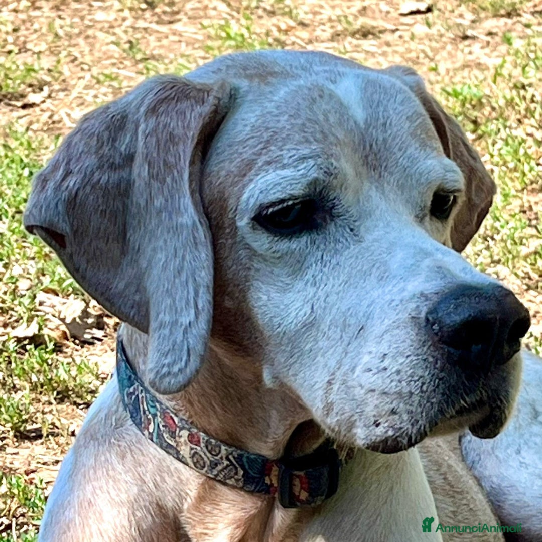 Pointer cani in regalo: VENTO abbandonato dal cacciatore a Pomezia - Annuncio 2