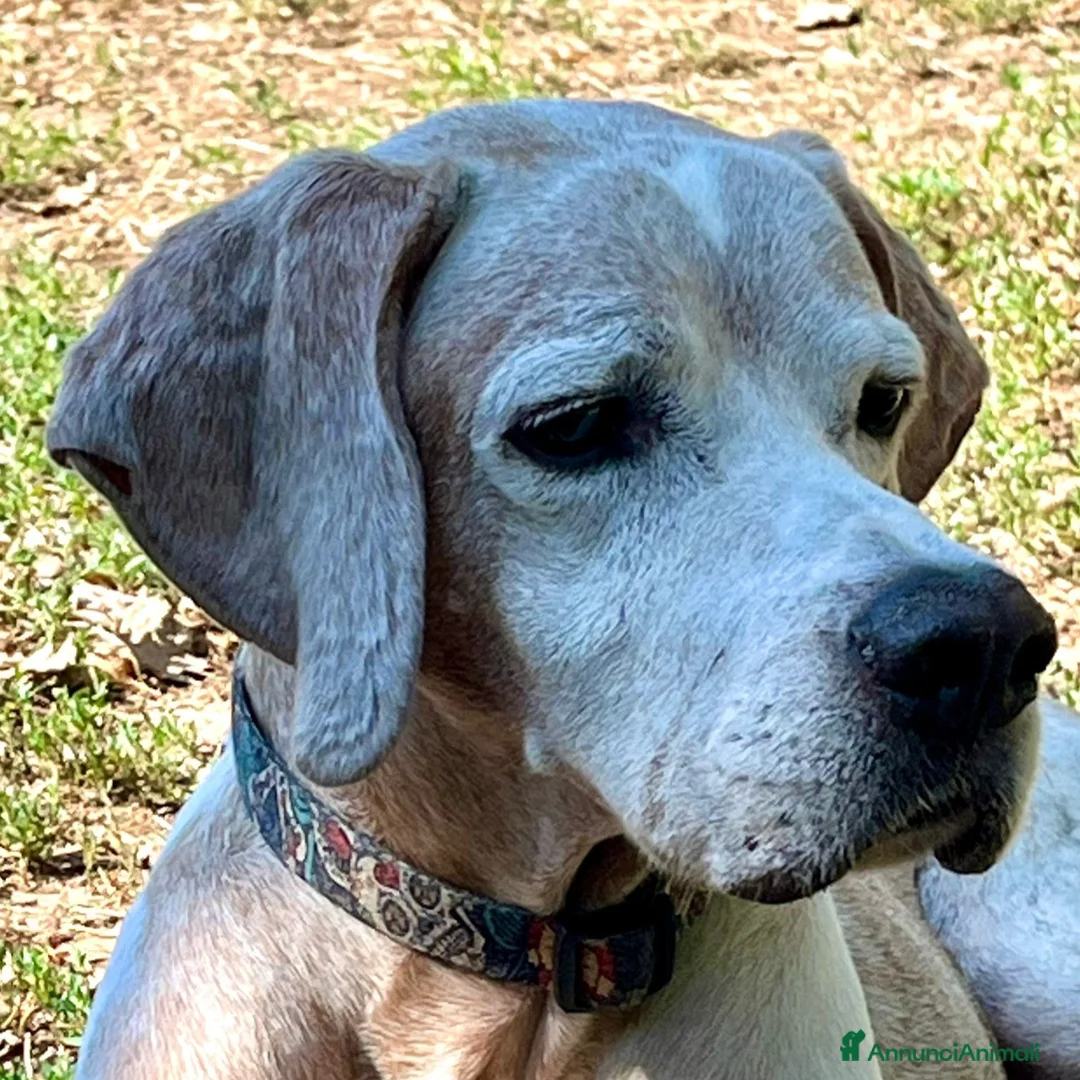 Pointer cani in regalo: VENTO abbandonato dal cacciatore a Pomezia - Annuncio 2