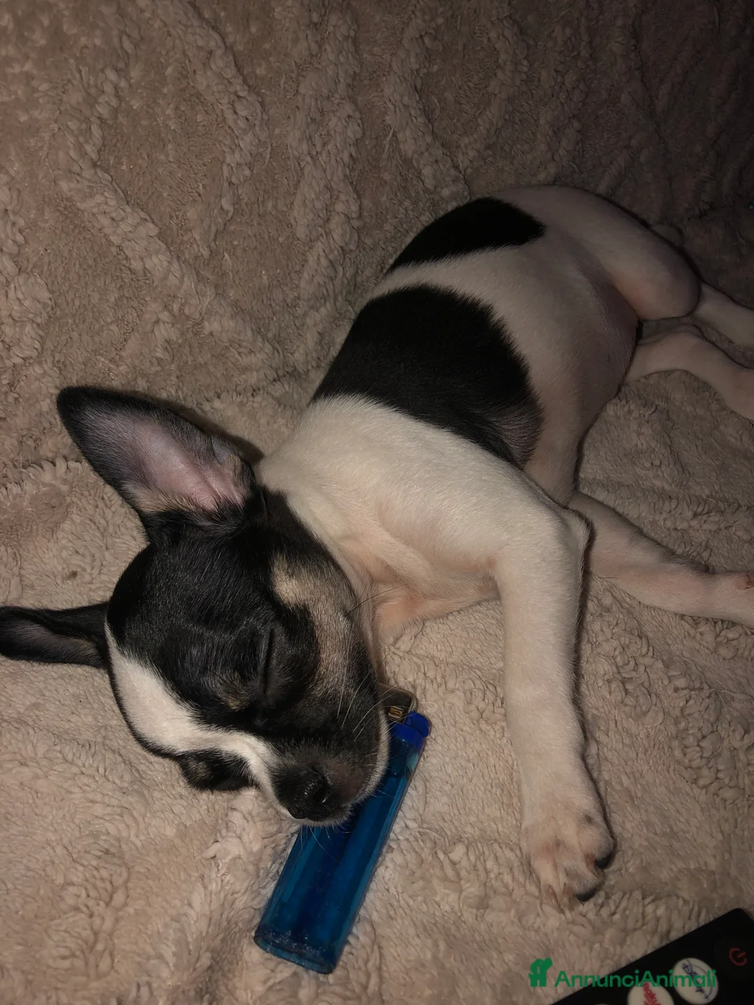 Chihuahua cani in vendita: Chihuahua  - Annuncio 7