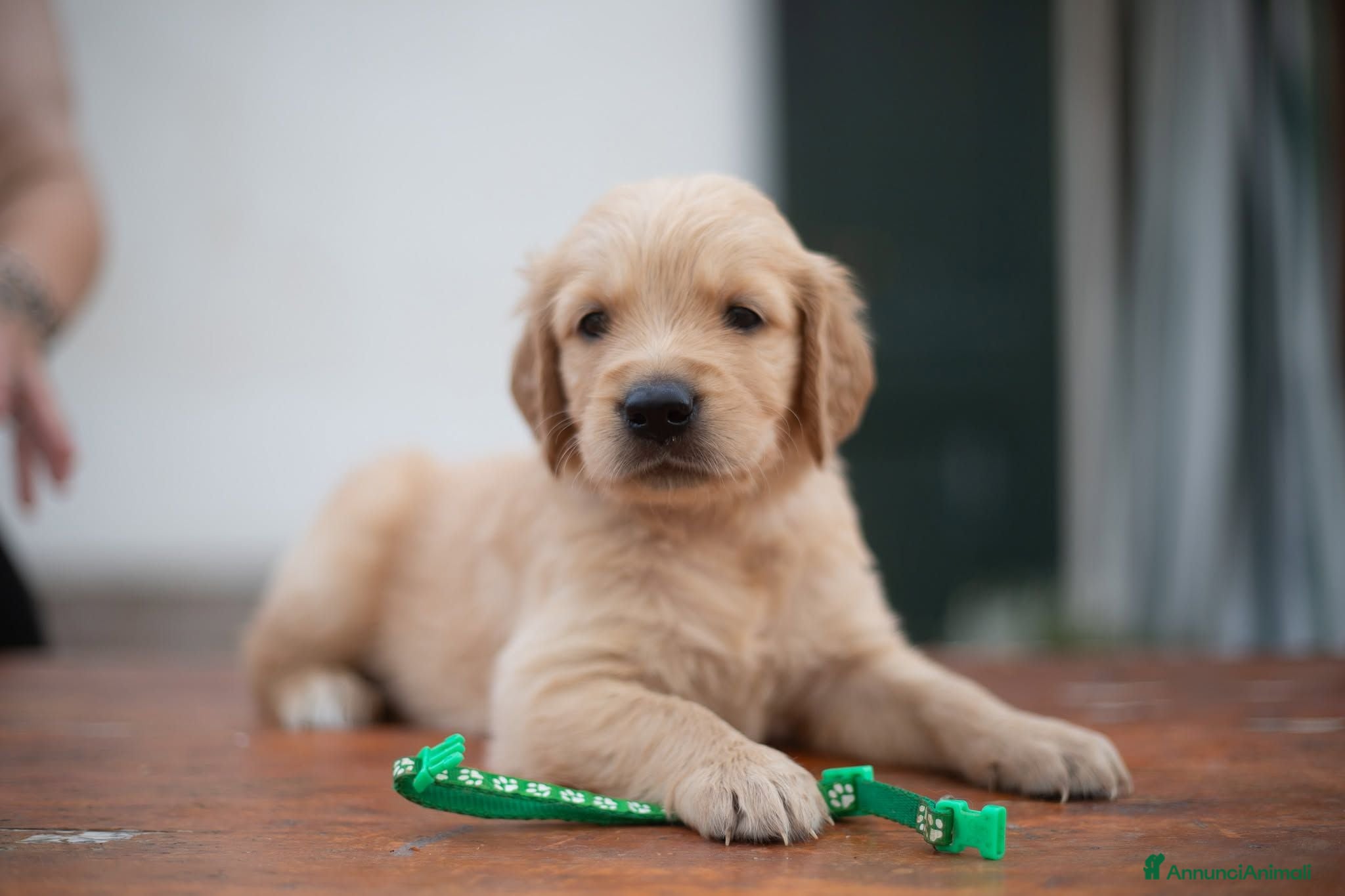 Golden Retriever cani Cucciolo maschio Golden retriever - Annuncio 5
