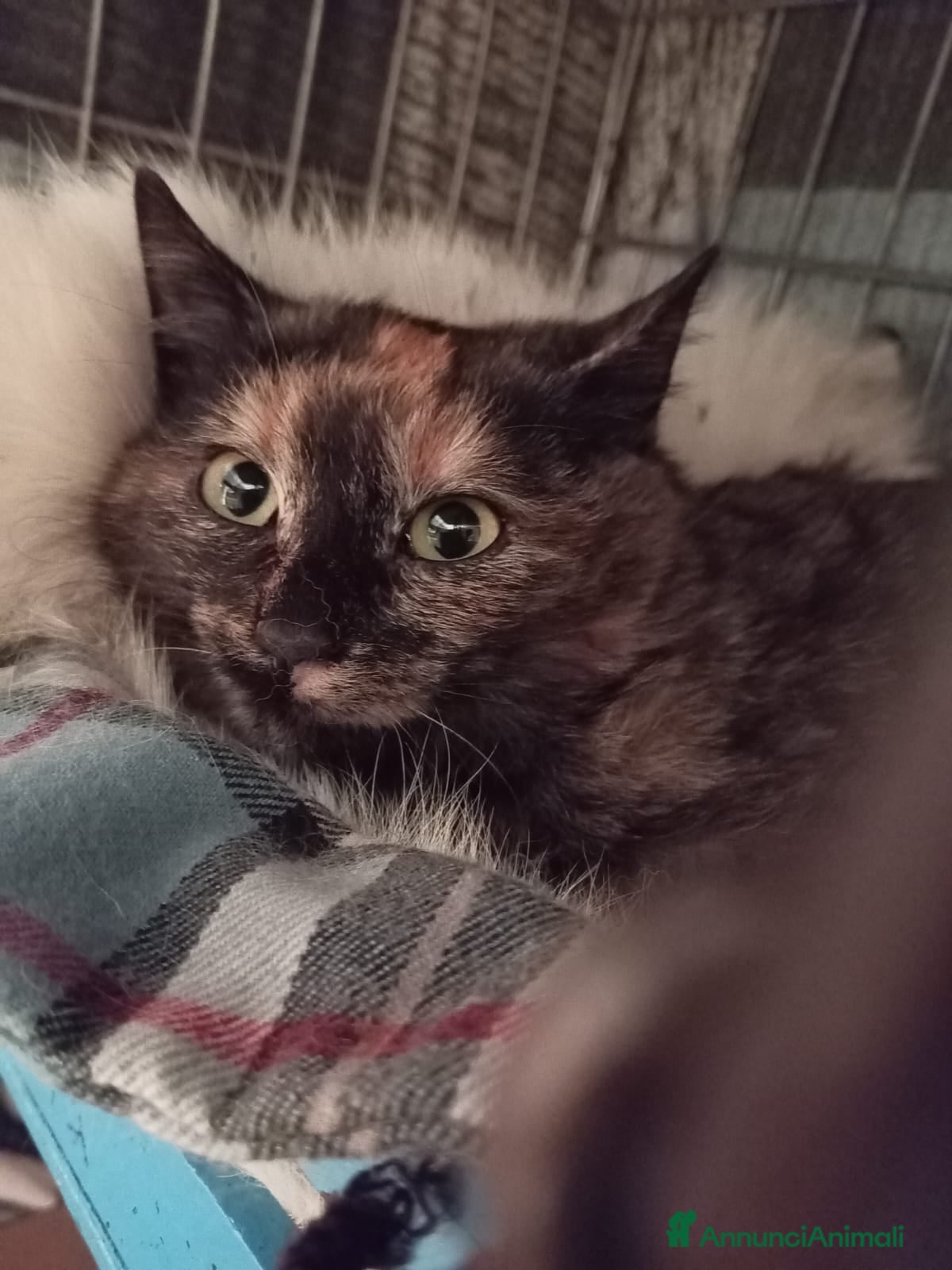 Europeo gatti gatta 3 mesi cerca casa❤️ - Annuncio 16