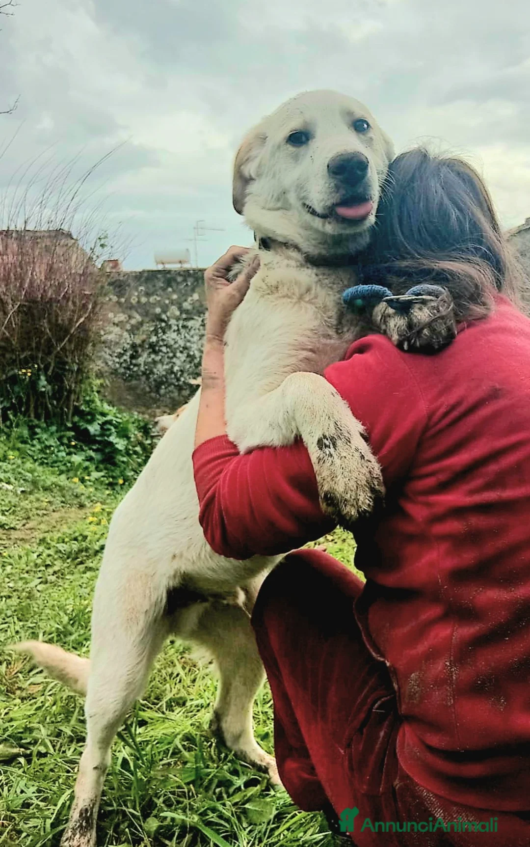 Meticcio cani in regalo: UNA MAMMA PER YAGO - Annuncio 1