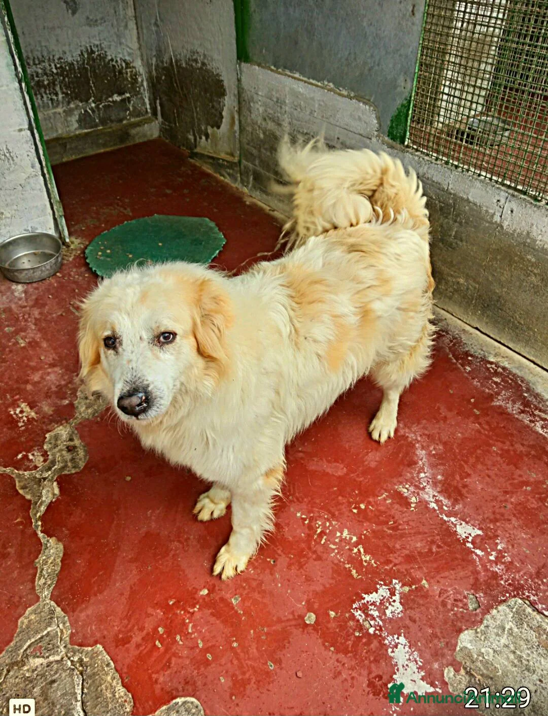 Meticcio cani in regalo: Igor Golden Retriever Meticcio in Canile - Annuncio 2