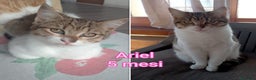 Altre razze gatti in regalo: TANTI GATTINI DA ADOTTARE! - Annuncio 4