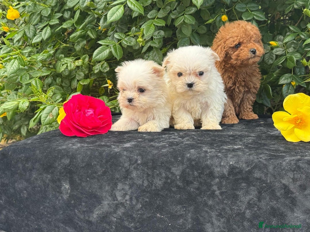 Barboncino Toy cani in vendita: Barboncino Cucciolo TREQUARTIDILUNA  - Annuncio 2