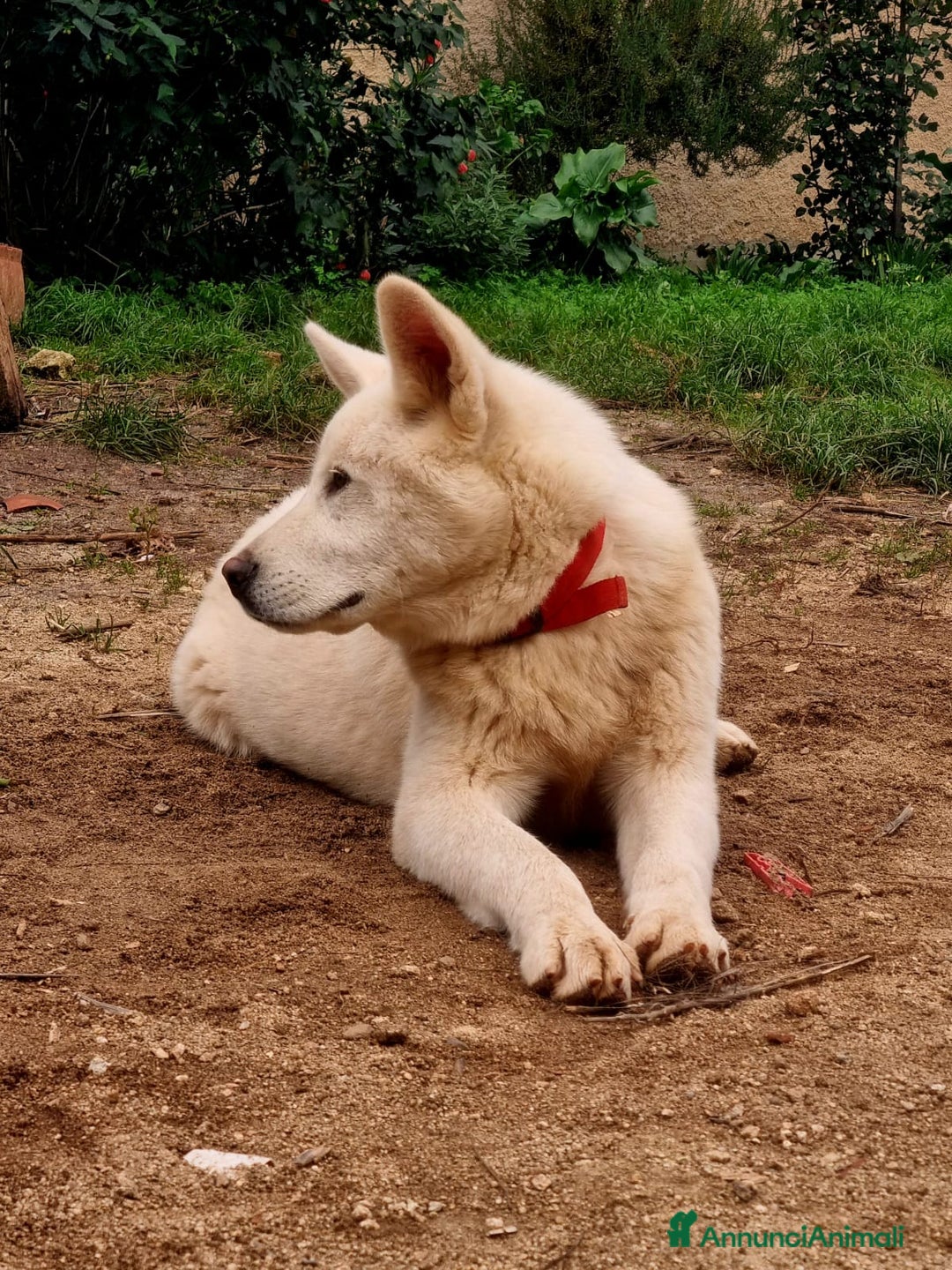 Meticcio cani in regalo: UNA MAMMA PER HIRO - Annuncio 3
