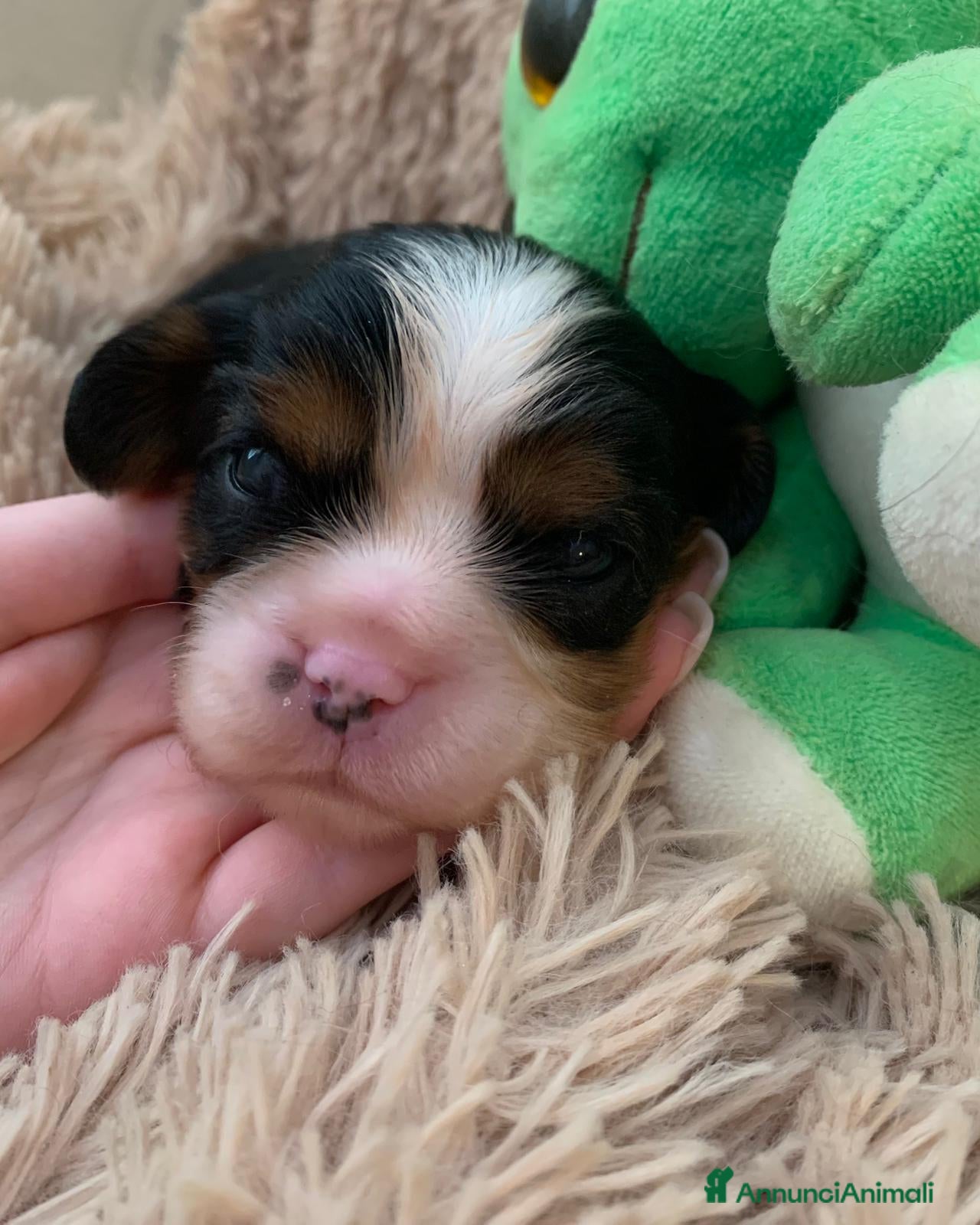 Cavalier King cani Cuccioli di Cavalier King Charles Spaniel - Annuncio 1