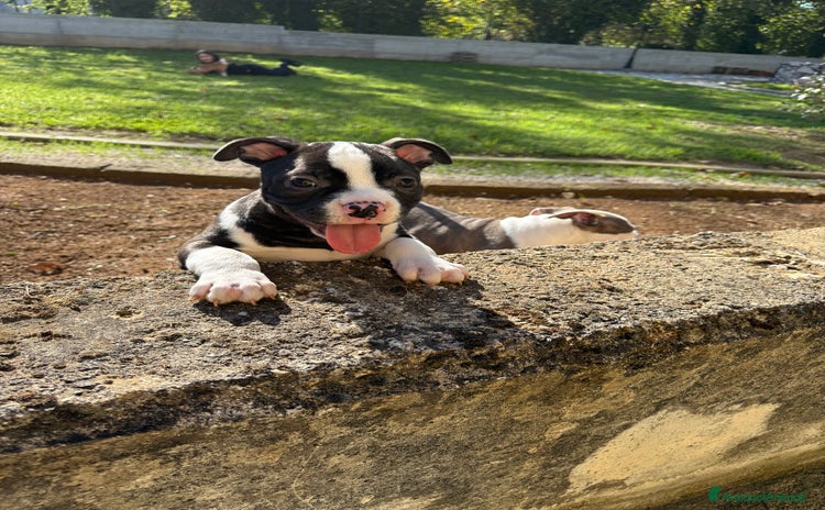 American Bully cani - Annuncio 7