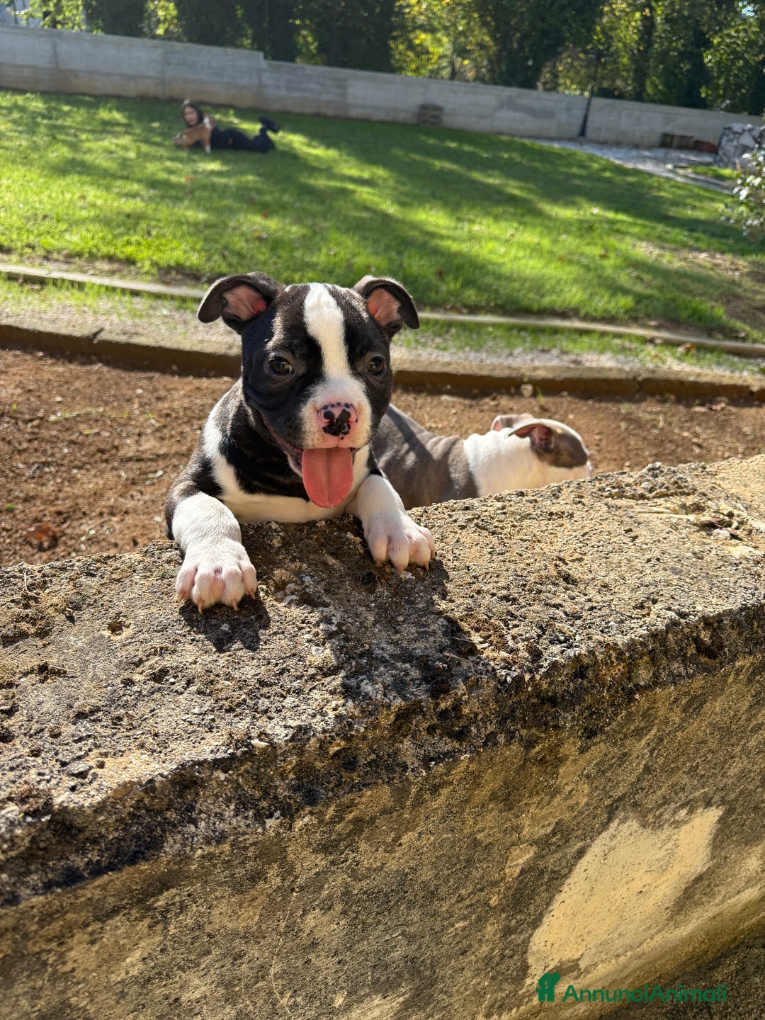 American Bully cani in vendita: Americabully  - Annuncio 1