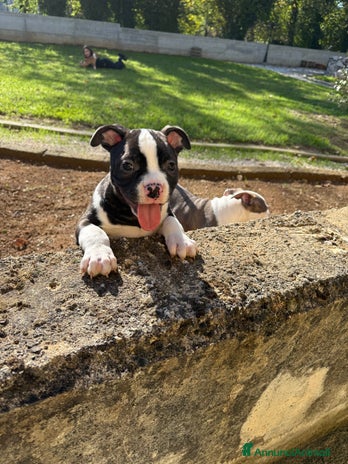 American Bully cani Americabully - Annuncio 1