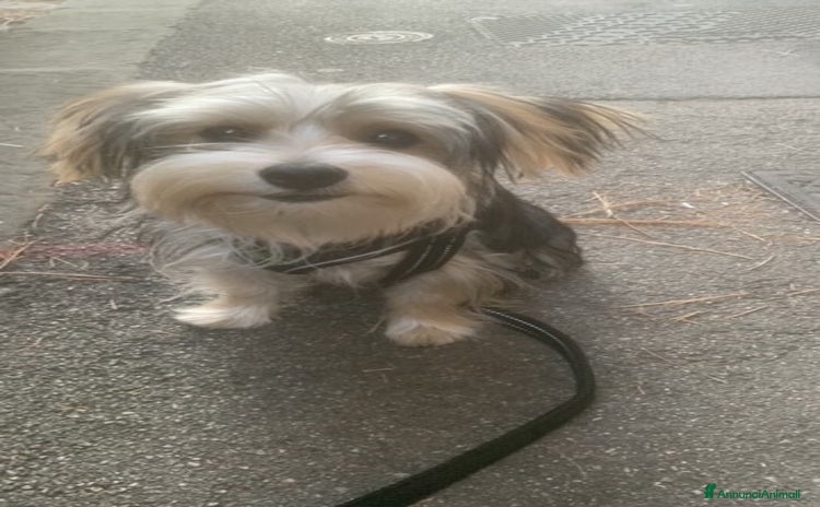 Yorkshire cani a Città Metropolitana di Firenze - Annuncio 16
