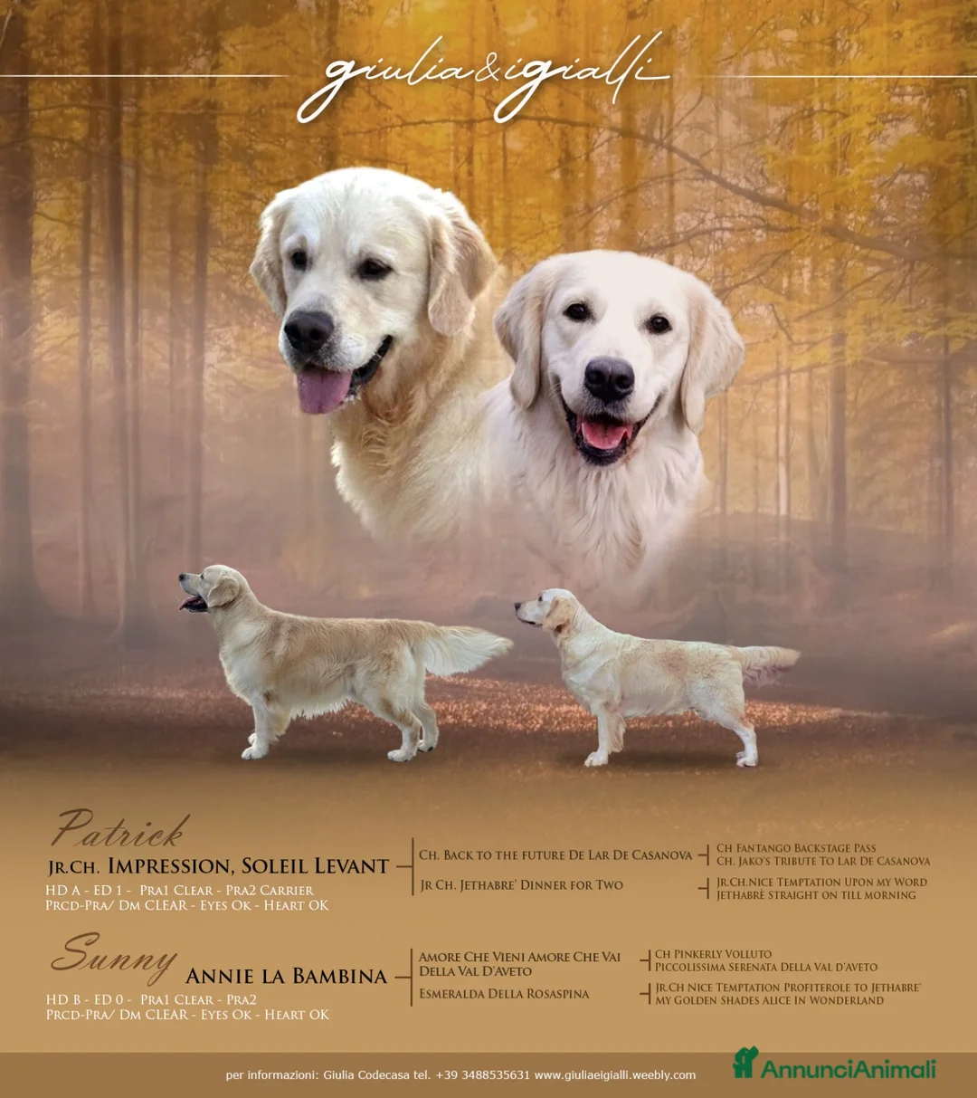 Golden Retriever cani in vendita: Cuccioli di Golden Retriever con pedigree a Provincia del Verbano-Cusio-Ossola - Annuncio 4