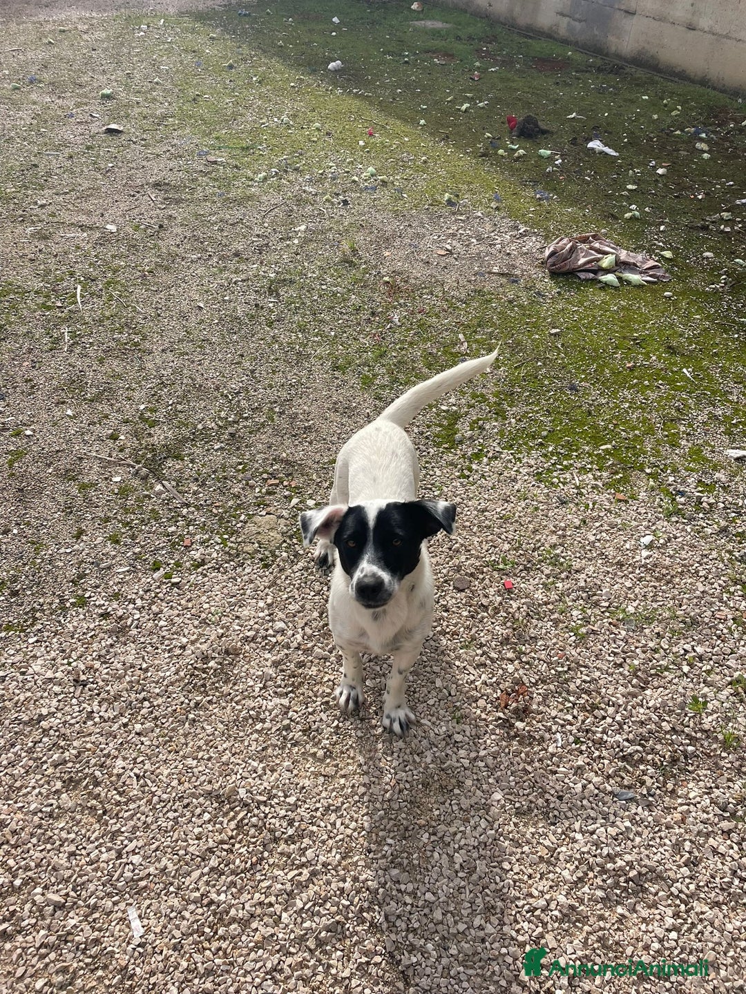 Meticcio cani in regalo: Bea taglia piccola! (10-12kg) - Annuncio 2