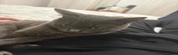 Meticcio gatti in regalo: Dolce gatto Grigio cerca casa - Annuncio 4