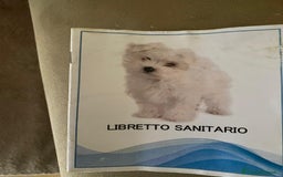 Maltese cani in vendita: Maltese Toy  a Provincia di Arezzo - Immagine 4