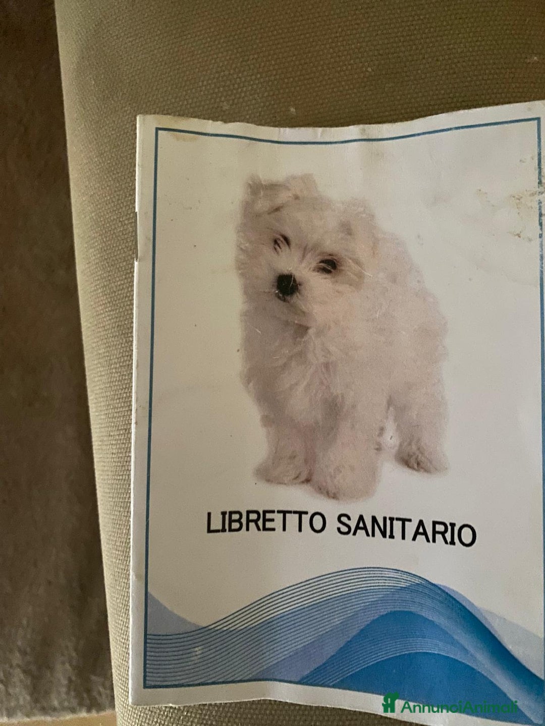Maltese cani in vendita: Maltese Toy  a Provincia di Arezzo - Immagine 4