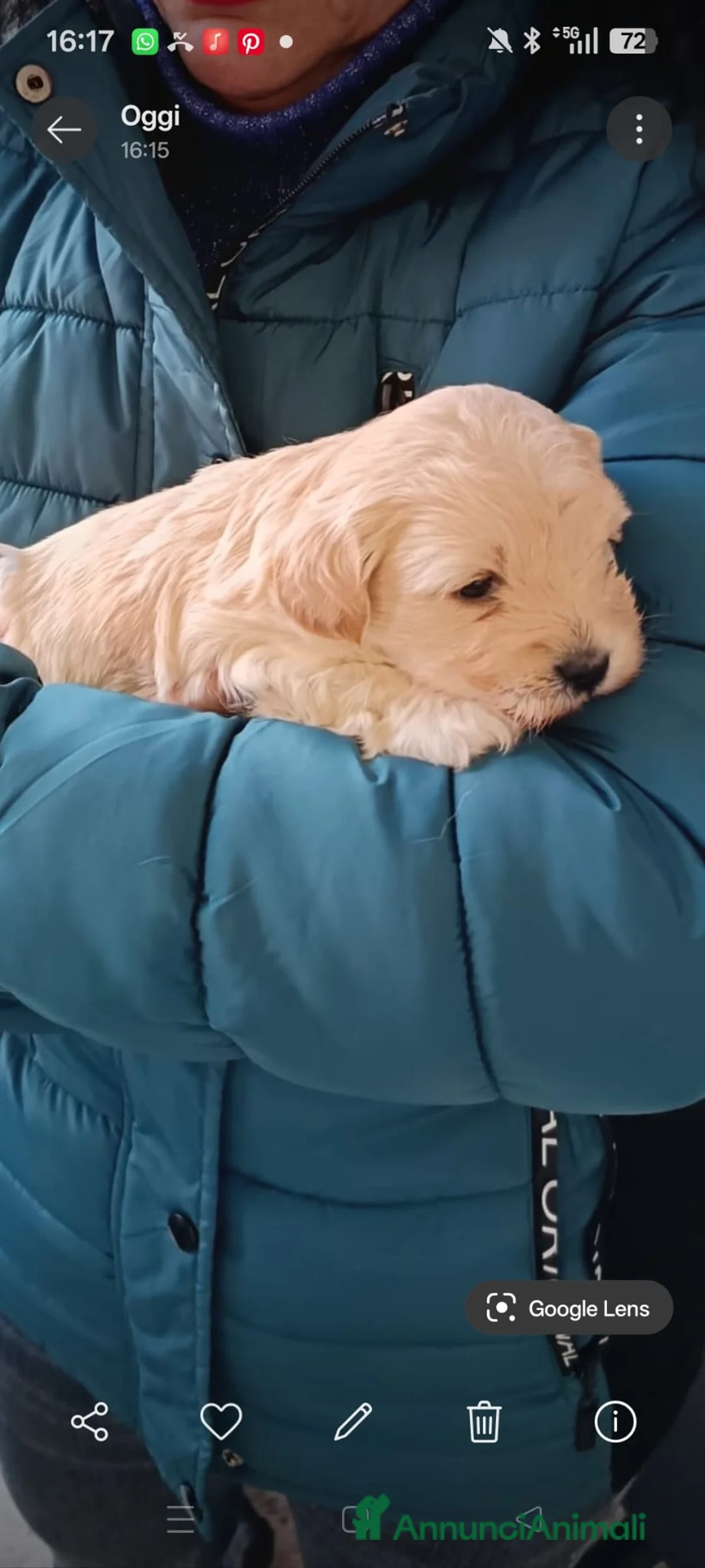 Maltipoo cani in vendita: Maltipoo - Annuncio 4