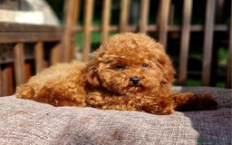 Barboncino Toy cani per accoppiamento: Barboncino per accopiamento  / monta - Immagine 7