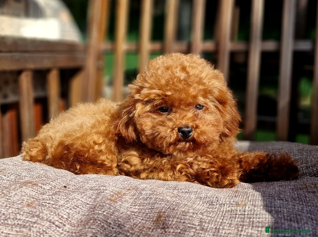 Barboncino Toy cani per accoppiamento: Barboncino per accopiamento  / monta - Annuncio 7