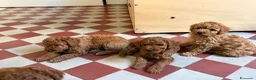 Barboncino cani in vendita: Cuccioli di Barboncino Cioccolatini/red  a Provincia di Barletta-Andria-Trani - Annuncio 10