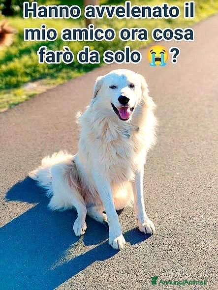 Meticcio cani ADOZ.DEL💔: solo in strada,l’amico è stato avvelen - Annuncio 24