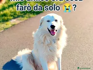 Meticcio cani ADOZ.DEL💔: solo in strada,l’amico è stato avvelen - Annuncio 24