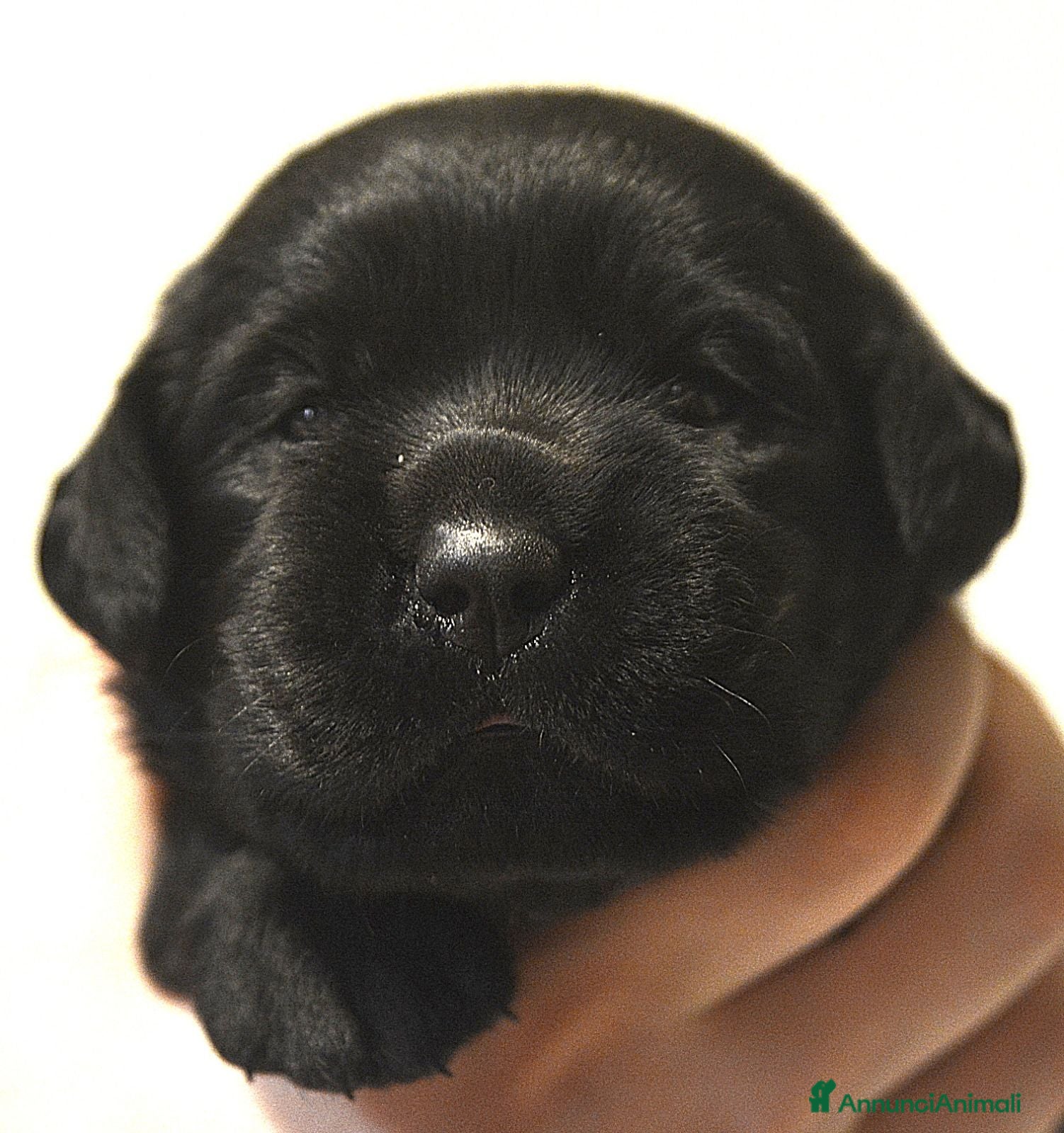 Labrador cani Labrador Retriever neri linee inglesi  - Annuncio 2