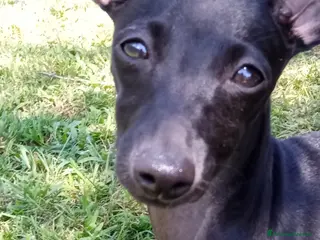 Levriero cani Cucciolo maschio nero Piccolo Levriero Italiano - Annuncio 1